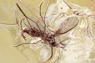 Fossil Dark-Winged Fungus Gnat (Sciaridae) In Baltic Amber #343372