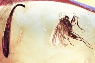 Detailed Fossil Leaf and Partial Fly in Baltic Amber #343401