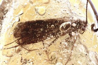 Detailed Fossil Caddisfly (Trichoptera) In Baltic Amber #343406