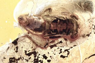 Detailed Fossil Froghopper (Cercopoidea) In Baltic Amber #343410