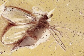 Fossil Mite and Gall Midge In Baltic Amber #343411