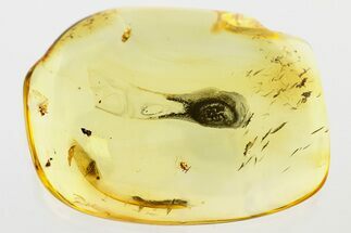 Three Fossil Wingless Scale Insects (Coccoidea) in Baltic Amber #343396
