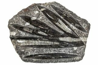 Polished Fossil Orthoceras (Cephalopod) Plate - Morocco #341356