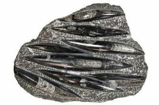 Polished Fossil Orthoceras (Cephalopod) Plate - Morocco #341357