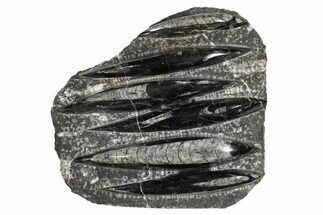 Polished Fossil Orthoceras (Cephalopod) Plate - Morocco #341358