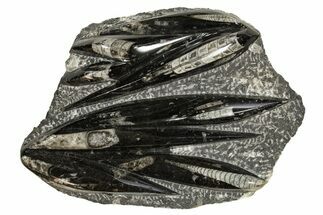 Polished Fossil Orthoceras (Cephalopod) Plate - Morocco #341448