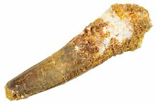 Fossil Spinosaurus Tooth - Real Dinosaur Tooth #343579