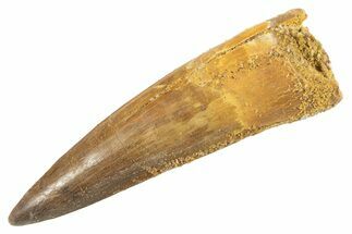 Fossil Spinosaurus Tooth - Real Dinosaur Tooth #343581