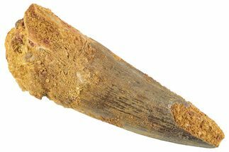 Fossil Spinosaurus Tooth - Real Dinosaur Tooth #343583