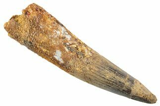 Fossil Spinosaurus Tooth - Real Dinosaur Tooth #343613