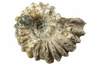 Bumpy Ammonite (Douvilleiceras) Fossil - Madagascar #343782