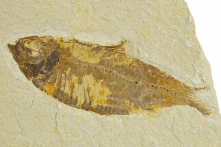 Detailed Fossil Fish (Knightia) - Wyoming #340817