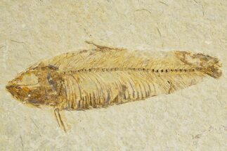 Bargain, Detailed Fossil Fish (Knightia) - Wyoming #340821