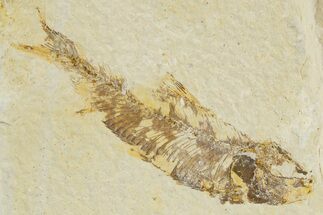 Bargain, Detailed Fossil Fish (Knightia) - Wyoming #340823