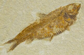 Detailed Fossil Fish (Knightia) - Wyoming #340829