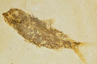 Bargain, Fossil Fish (Knightia) - Wyoming #340835