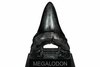 Fossil Megalodon Tooth - South Carolina #340282