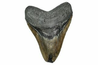 Serrated, Fossil Megalodon Tooth - North Carolina #340851