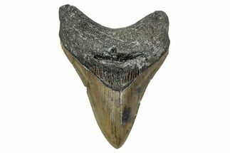 Serrated, Fossil Megalodon Tooth - North Carolina #340864