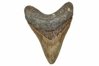 Serrated, Fossil Megalodon Tooth - North Carolina #340871