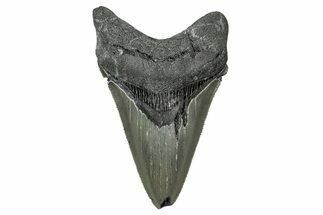 Serrated, Fossil Megalodon Tooth - North Carolina #340874