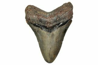 Serrated, Juvenile Megalodon Tooth - North Carolina #340877