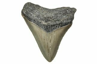 Serrated, Juvenile Megalodon Tooth - North Carolina #340878