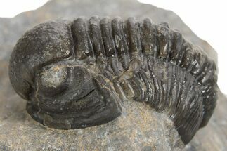 Detailed Proetid (Gerastos) Trilobite Fossil - Morocco #343301