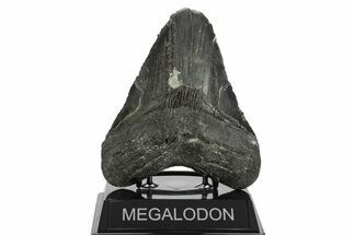 Bargain, Fossil Megalodon Tooth - North Carolina #338605