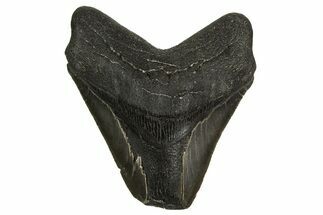 Bargain, Fossil Megalodon Tooth - North Carolina #338814