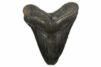Fossil Megalodon Tooth - South Carolina #340164