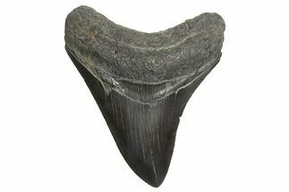 Fossil Megalodon Tooth - South Carolina #340170