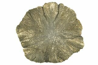 Radiant Pyrite Sun - Sparta, Illinois #342559