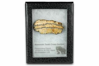 Mammoth Molar Slice With Case - South Carolina #335365