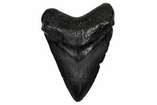 Juvenile Megalodon Tooth - South Carolina #340413