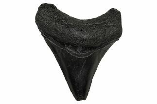 Juvenile Megalodon Tooth - South Carolina #340424