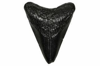 Juvenile Megalodon Tooth - South Carolina #340425