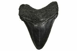 Serrated, Juvenile Megalodon Tooth - South Carolina #340426