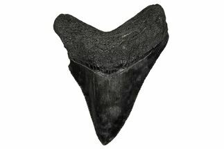 Serrated, Juvenile Megalodon Tooth - South Carolina #340427