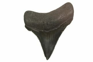 Juvenile Megalodon Tooth - South Carolina #340580