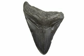 Fossil Megalodon Tooth - South Carolina #340591