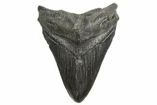 Fossil Megalodon Tooth - South Carolina #340597