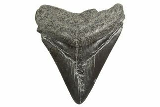 Juvenile Megalodon Tooth - South Carolina #340600