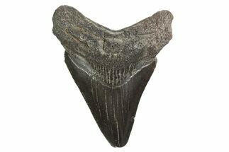 Juvenile Megalodon Tooth - South Carolina #340612