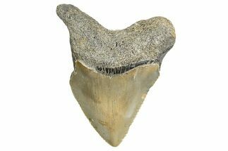 Serrated, Juvenile Megalodon Tooth - North Carolina #340971