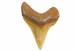 Serrated, Juvenile Megalodon Tooth - North Carolina #340972
