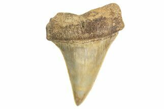 Fossil Broad-Toothed Mako Tooth - South Carolina #340973