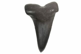 Fossil Broad-Toothed Mako Tooth - South Carolina #340977