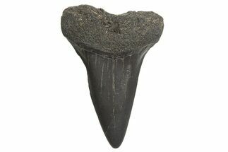 Fossil Broad-Toothed Mako Tooth - South Carolina #340979