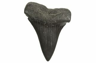 Fossil Broad-Toothed Mako Tooth - South Carolina #340981